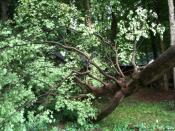 20100613 - Storm Damage